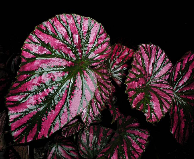 B. brevirimosa ssp. brevirimosa